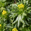 Azorella trifurcata - abriachan nurseries the garden on loch ness